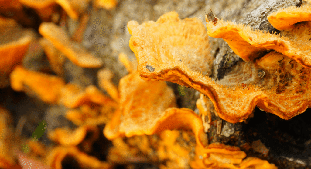 Mykes: una montagna di funghi
