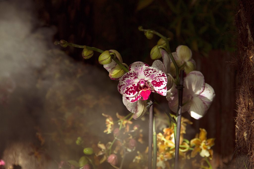 ORCHidea. Mostra mercato